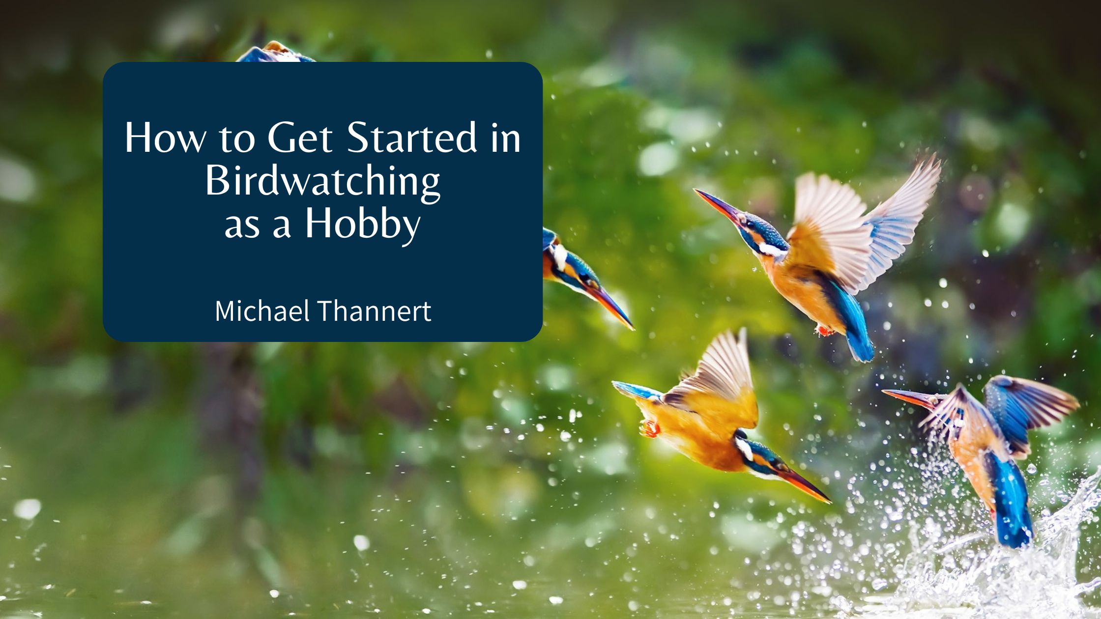 Michael Thannert - How to Get Started in Birdwatching as a Hobby